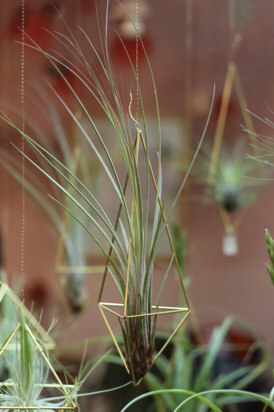 Himmeli en suspension et tillandsia Juncea (grand format)