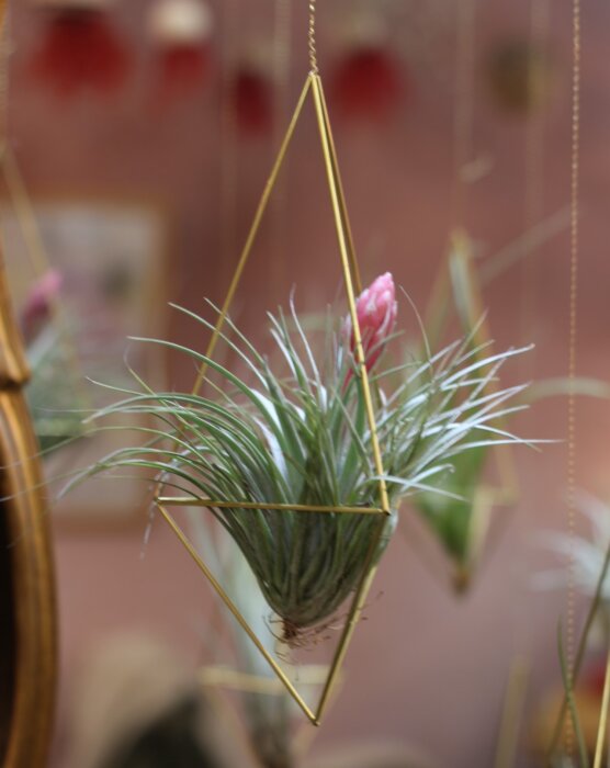 Himmeli en suspension et tillandsia Cotton Candy (grand format)