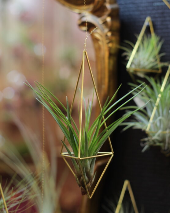 Himmeli en suspension et tillandsia Tricolor melanocrater (format moyen)